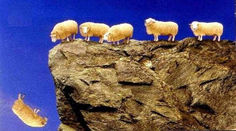 sheep going over cliff